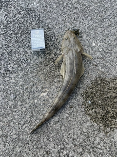 ミナミマゴチの釣果