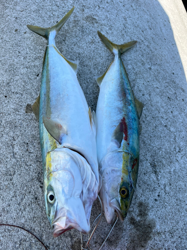 ハマチの釣果