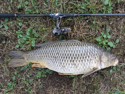 コイの釣果