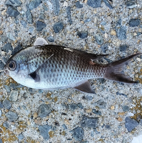 スズメダイの釣果