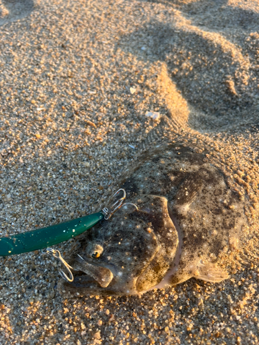 ソゲの釣果