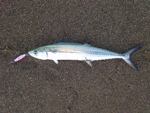 サゴシの釣果