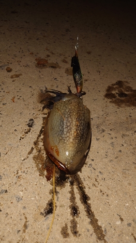 シリヤケイカの釣果