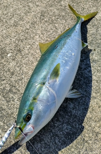 ワラサの釣果