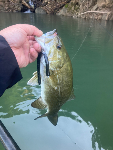 スモールマウスバスの釣果