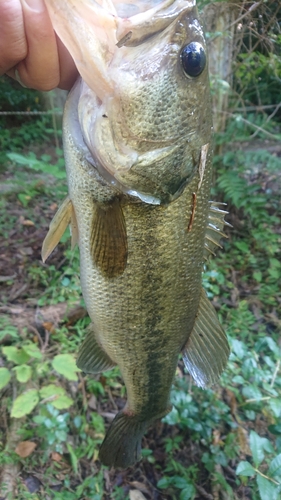 ラージマウスバスの釣果