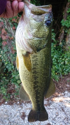 ラージマウスバスの釣果