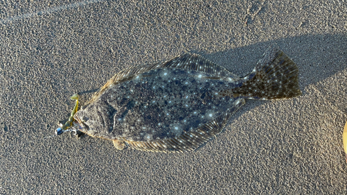 ヒラメの釣果