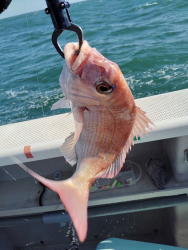 マダイの釣果