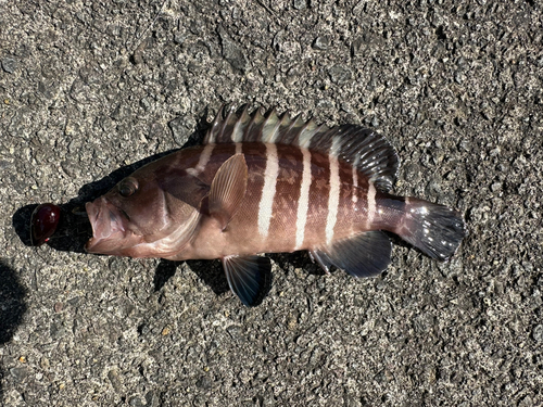 マハタの釣果