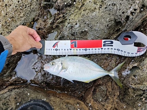 ブダイの釣果