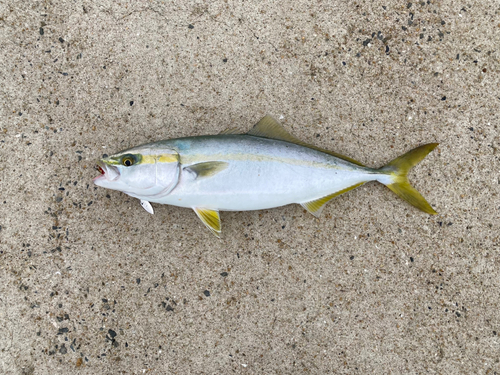 ヤズの釣果