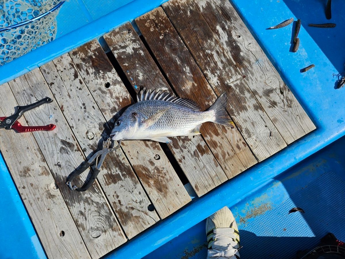 ジークラフト狂信者さんの釣果 1枚目の画像
