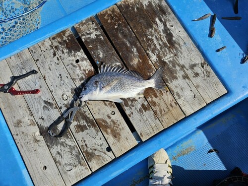 キビレの釣果