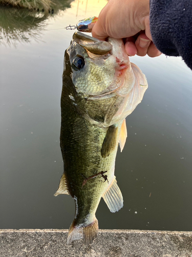 ラージマウスバスの釣果