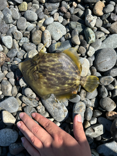 カワハギの釣果