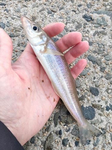 シロギスの釣果