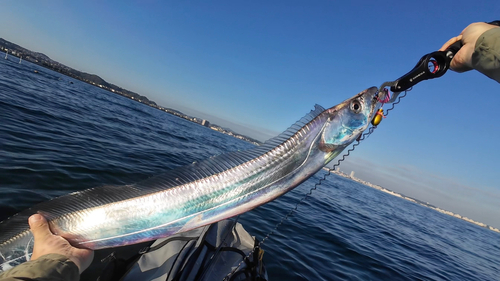 タチウオの釣果