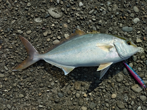 シオの釣果