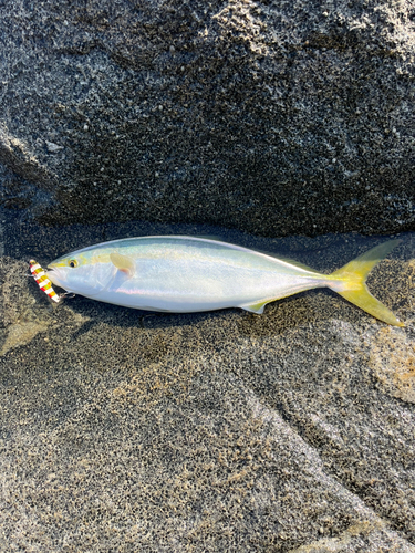 ヤズの釣果