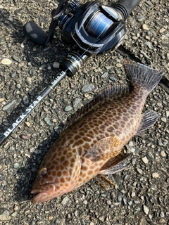 オオモンハタの釣果