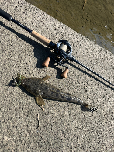 マゴチの釣果