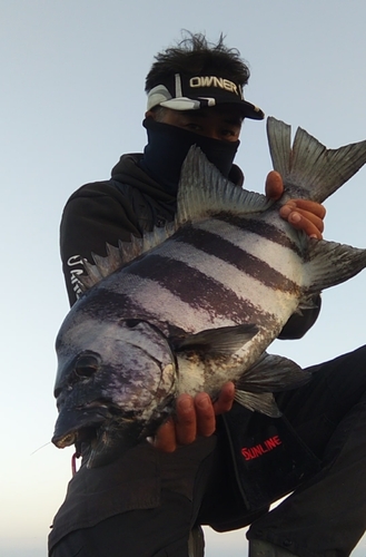 イシダイの釣果