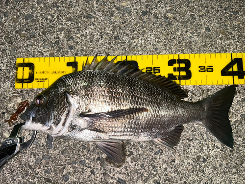 クロダイの釣果