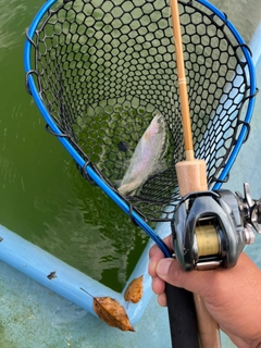 トラウトの釣果