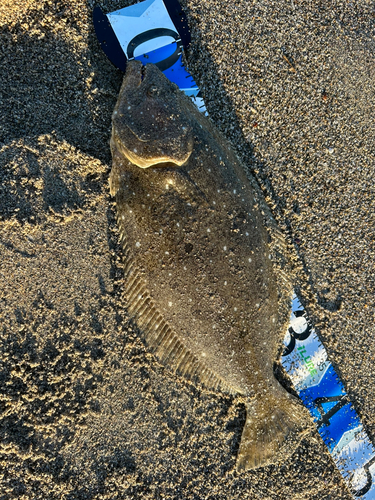 ヒラメの釣果