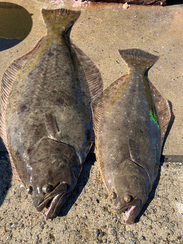 ヒラメの釣果