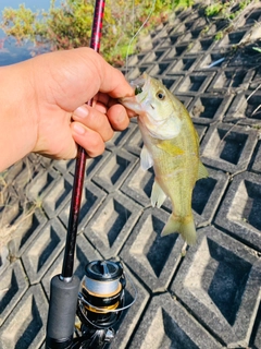 ラージマウスバスの釣果