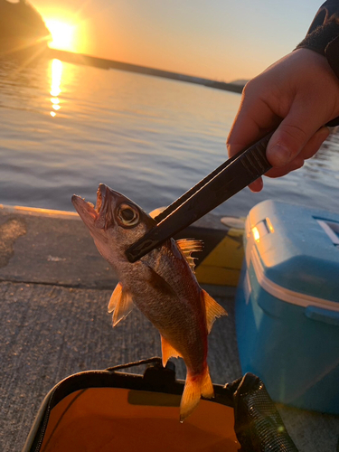 クロムツの釣果