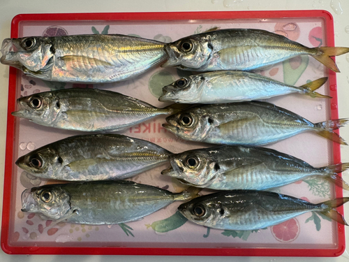 アジの釣果