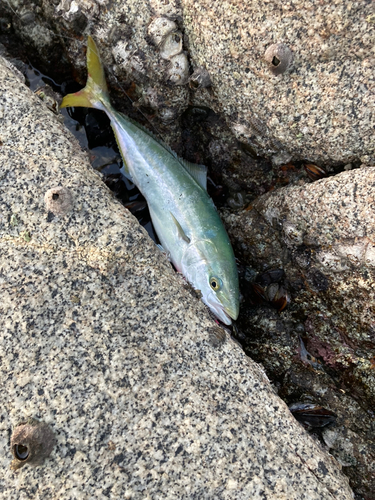 ツバスの釣果