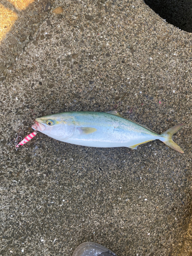 ツバスの釣果