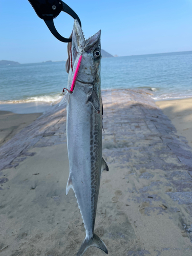 サゴシの釣果