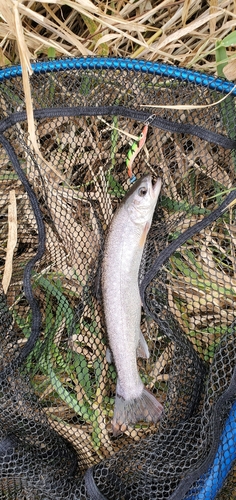 アメマスの釣果