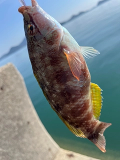 ホシササノハベラの釣果