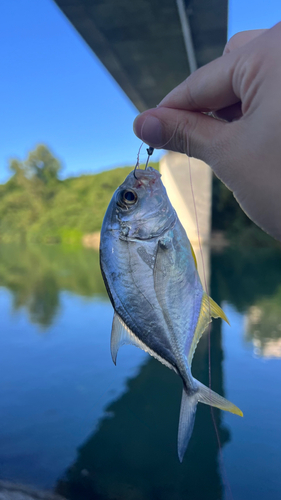 メッキの釣果