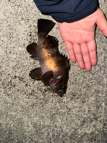 メバルの釣果