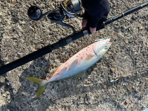 イナダの釣果