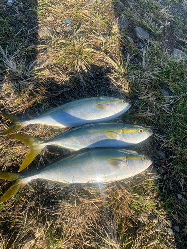 ハマチの釣果