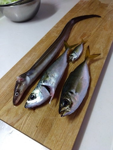 アナゴの釣果