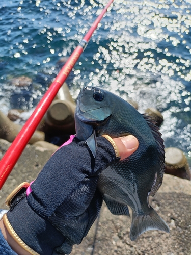 クロメジナの釣果