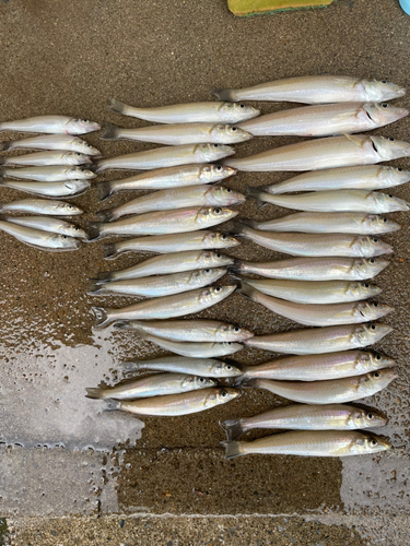 キスの釣果