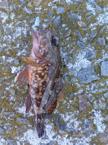 カサゴの釣果