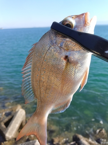 チャリコの釣果