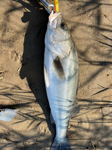 スズキの釣果