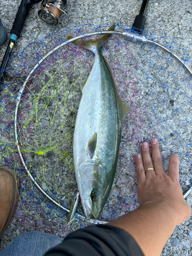 イナダの釣果